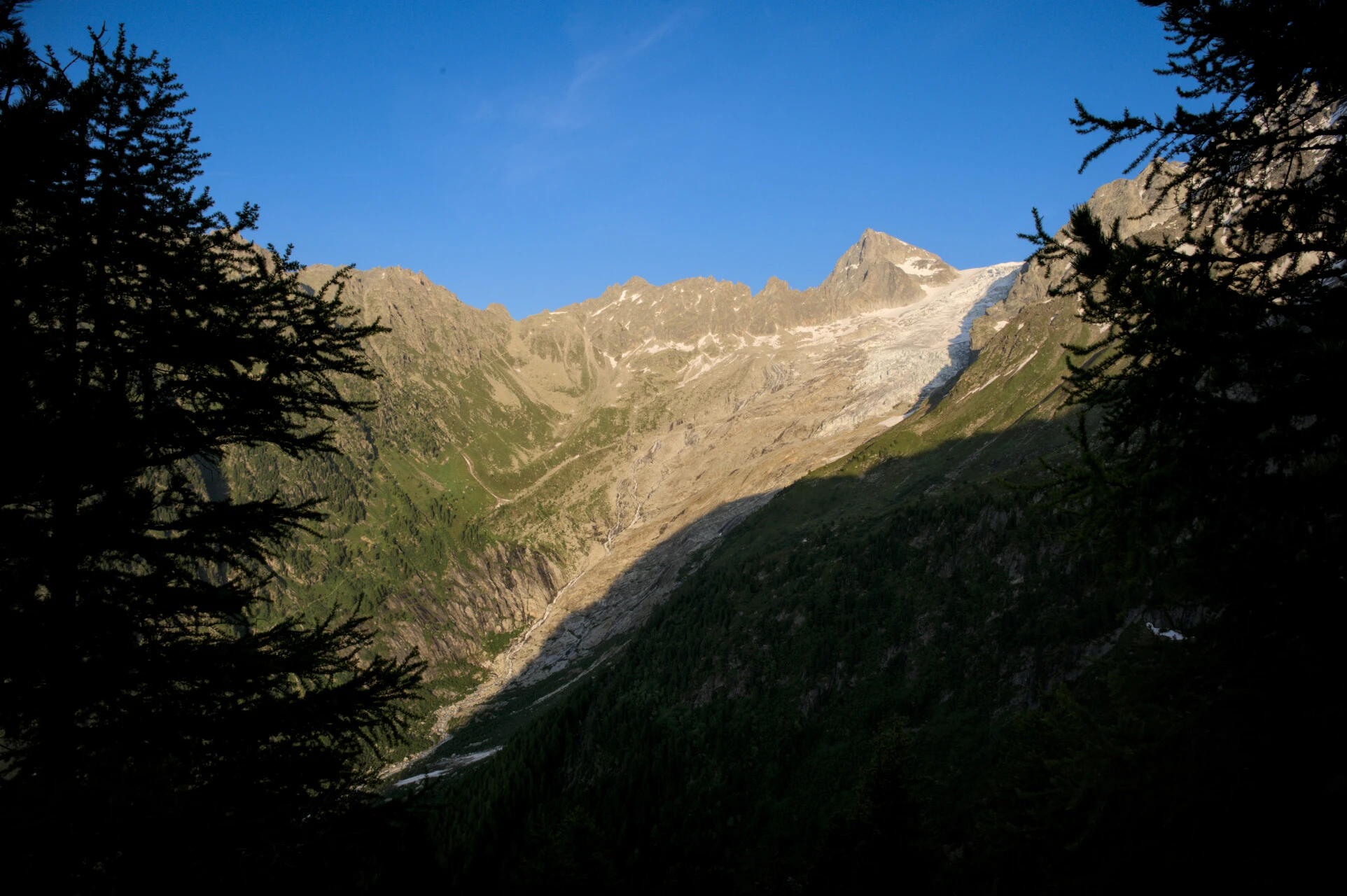 Fichtensilhouetten und Gletschergipfel von den Höhen des Col de Balme