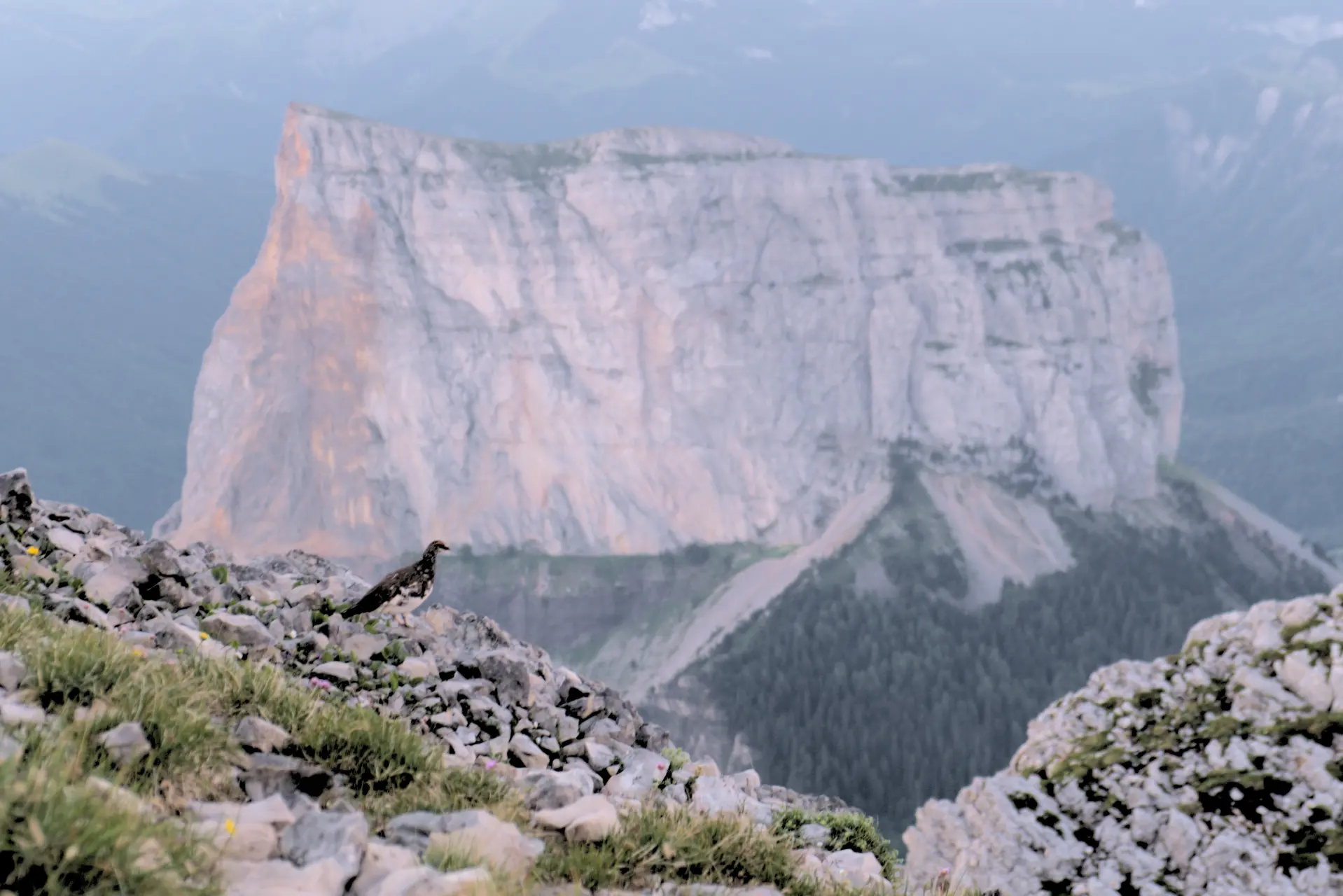 Alpenschneehuhn im Vordergrund, Mont Aiguille im Hintergrund
